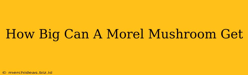How Big Can A Morel Mushroom Get