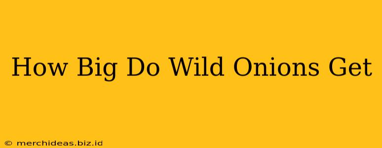 How Big Do Wild Onions Get