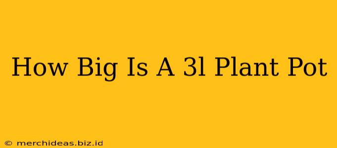 How Big Is A 3l Plant Pot