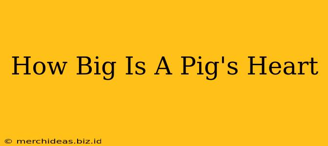 How Big Is A Pig's Heart