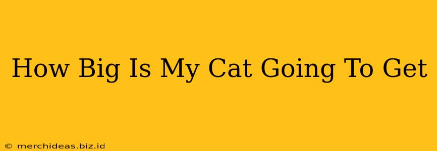 How Big Is My Cat Going To Get