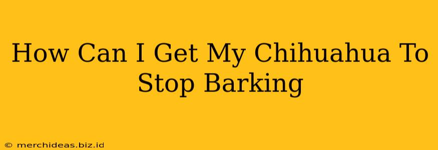 How Can I Get My Chihuahua To Stop Barking