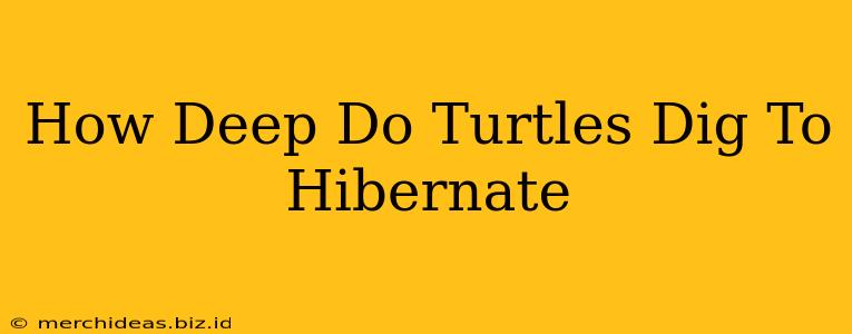 How Deep Do Turtles Dig To Hibernate