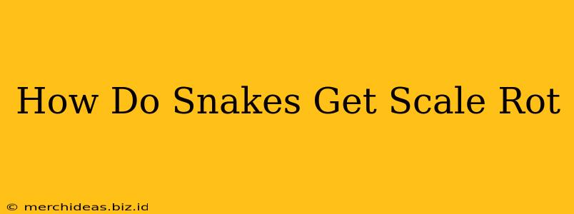 How Do Snakes Get Scale Rot