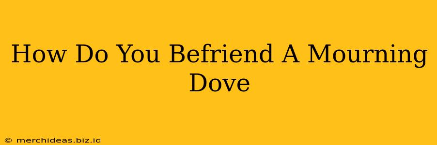 How Do You Befriend A Mourning Dove