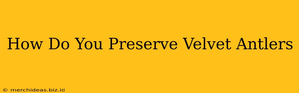 How Do You Preserve Velvet Antlers