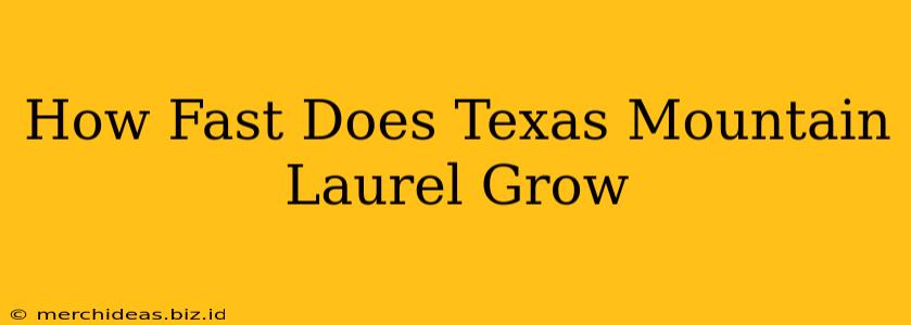 How Fast Does Texas Mountain Laurel Grow