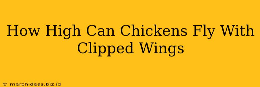 How High Can Chickens Fly With Clipped Wings