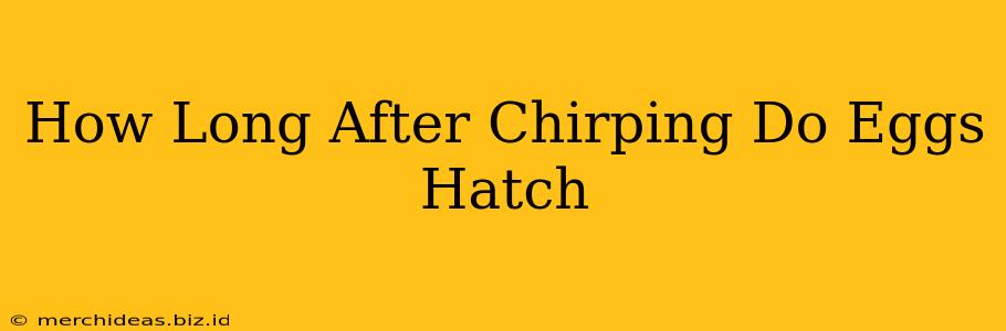 How Long After Chirping Do Eggs Hatch