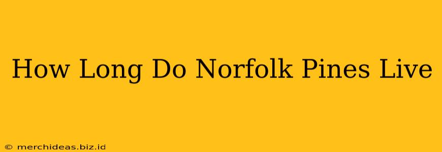 How Long Do Norfolk Pines Live