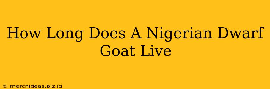 How Long Does A Nigerian Dwarf Goat Live