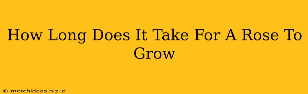 How Long Does It Take For A Rose To Grow