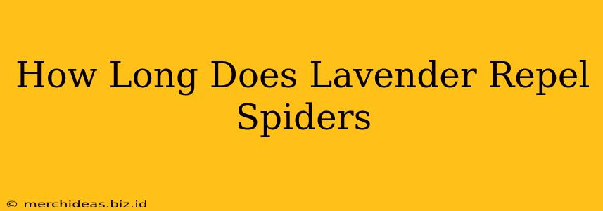 How Long Does Lavender Repel Spiders