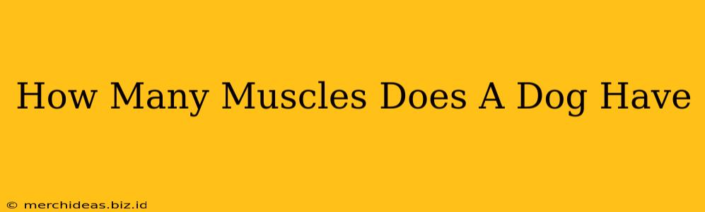 How Many Muscles Does A Dog Have