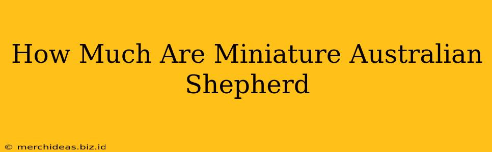 How Much Are Miniature Australian Shepherd