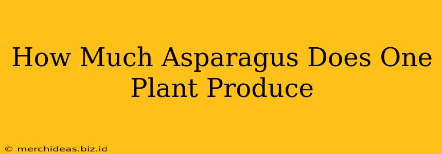 How Much Asparagus Does One Plant Produce