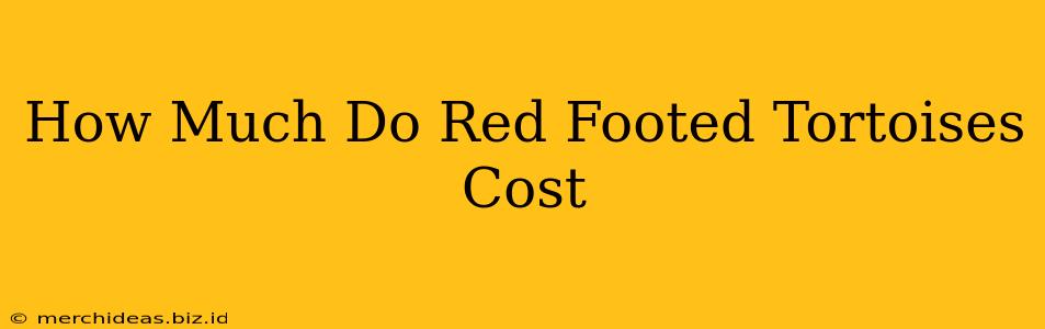 How Much Do Red Footed Tortoises Cost