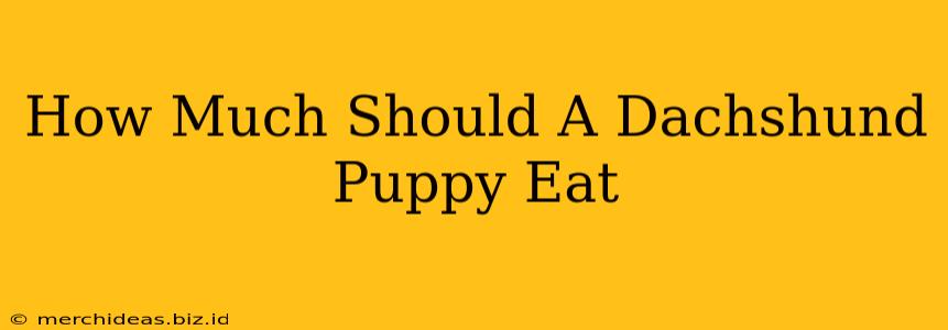 How Much Should A Dachshund Puppy Eat