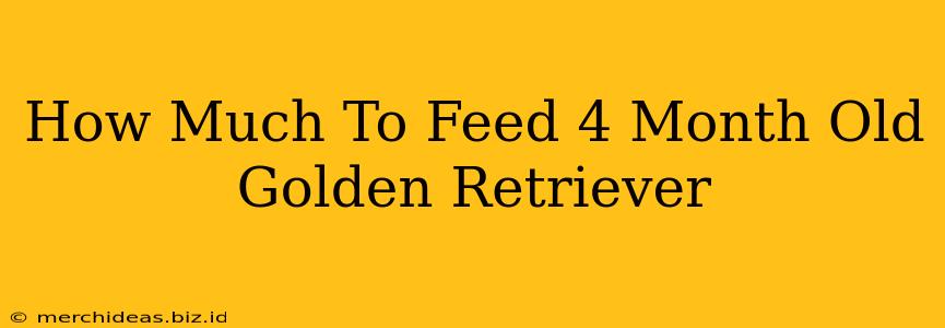 How Much To Feed 4 Month Old Golden Retriever