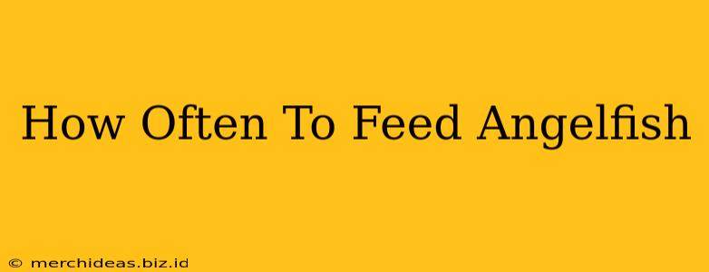 How Often To Feed Angelfish