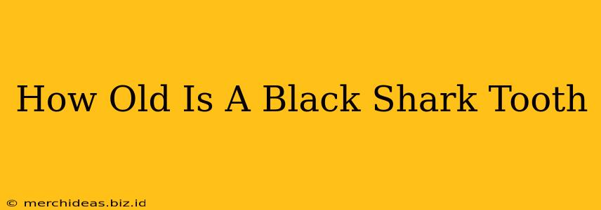 How Old Is A Black Shark Tooth