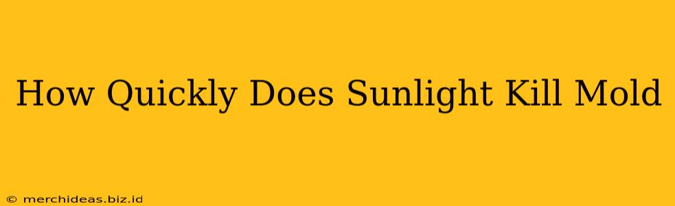How Quickly Does Sunlight Kill Mold