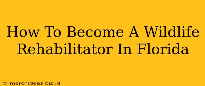 How To Become A Wildlife Rehabilitator In Florida