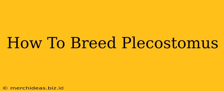 How To Breed Plecostomus