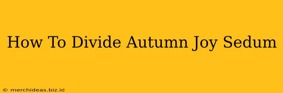 How To Divide Autumn Joy Sedum
