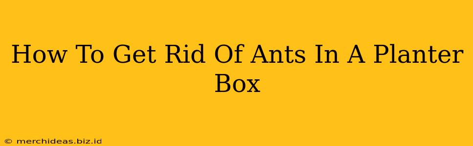 How To Get Rid Of Ants In A Planter Box