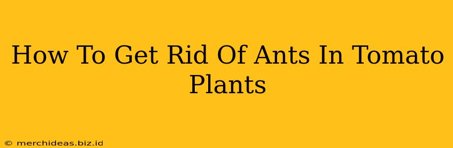 How To Get Rid Of Ants In Tomato Plants