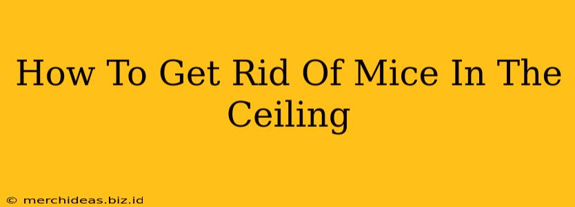 How To Get Rid Of Mice In The Ceiling