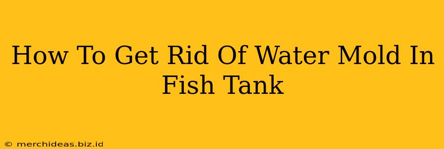 How To Get Rid Of Water Mold In Fish Tank
