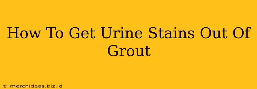 How To Get Urine Stains Out Of Grout