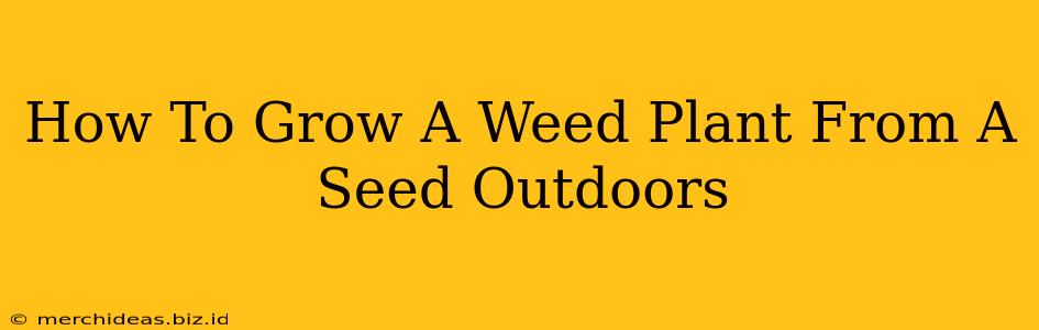 How To Grow A Weed Plant From A Seed Outdoors