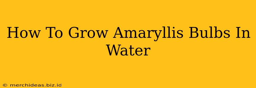 How To Grow Amaryllis Bulbs In Water