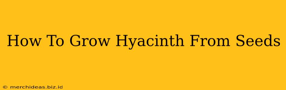 How To Grow Hyacinth From Seeds