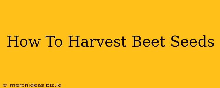 How To Harvest Beet Seeds