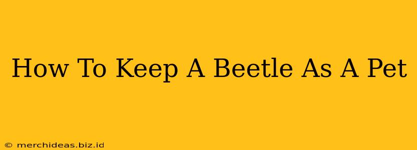 How To Keep A Beetle As A Pet