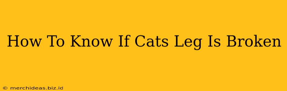 How To Know If Cats Leg Is Broken