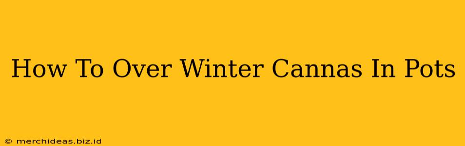 How To Over Winter Cannas In Pots
