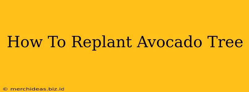 How To Replant Avocado Tree