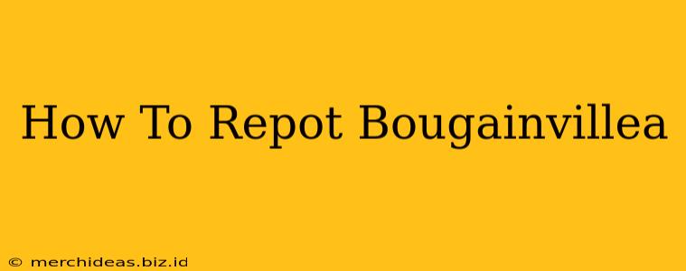 How To Repot Bougainvillea