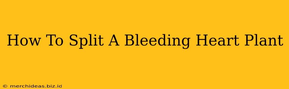 How To Split A Bleeding Heart Plant