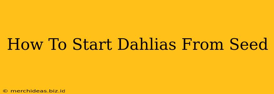 How To Start Dahlias From Seed