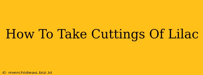 How To Take Cuttings Of Lilac