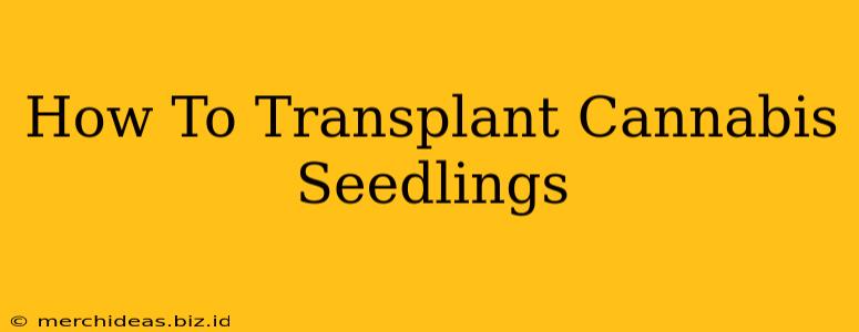 How To Transplant Cannabis Seedlings