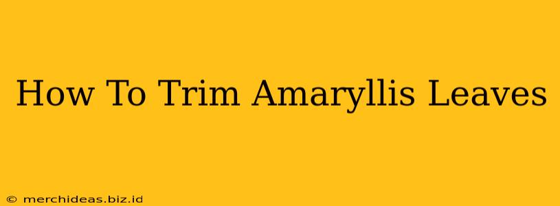How To Trim Amaryllis Leaves