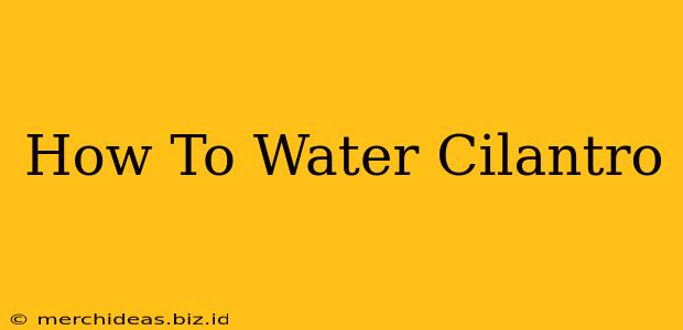How To Water Cilantro