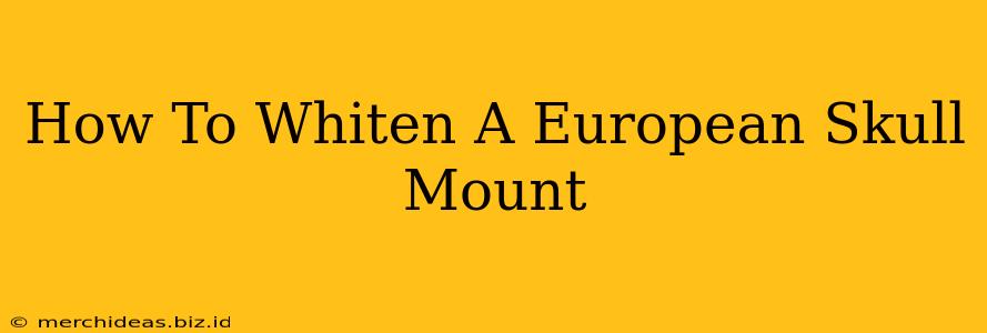 How To Whiten A European Skull Mount